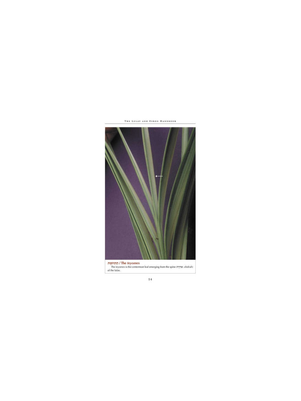 The Lulav and Esrog Handbook - Hardcover | Sukkot | Judaica